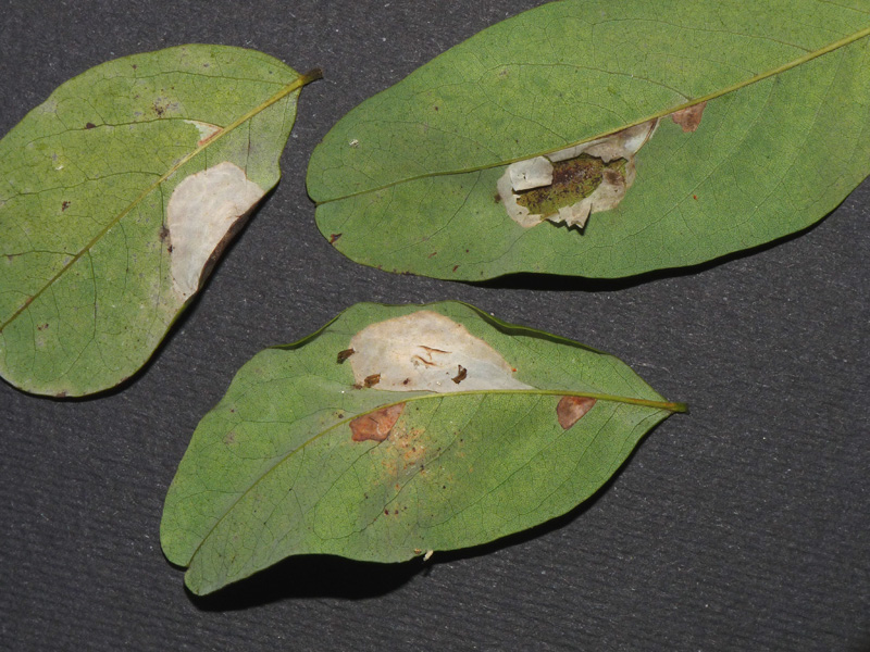 Phyllonorycter robiniellus